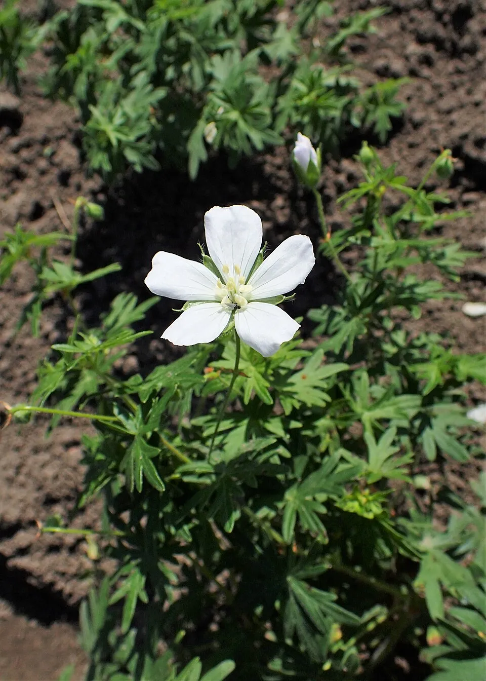 Piros gólyaorr / Geranium sanguineum 'Album'