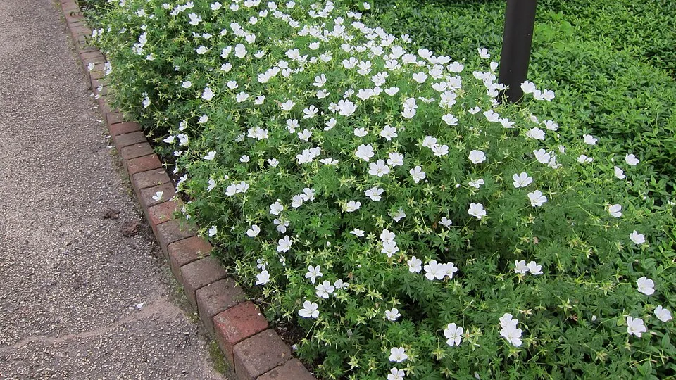 Piros gólyaorr / Geranium sanguineum 'Album'