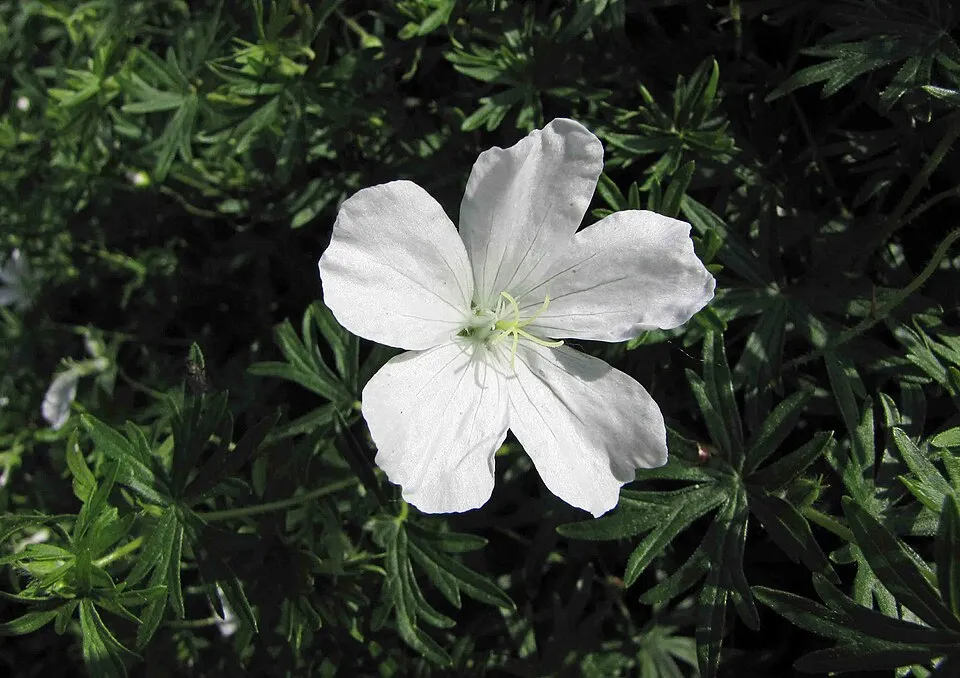 Piros gólyaorr / Geranium sanguineum 'Album'