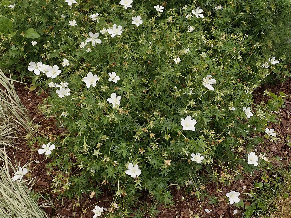 Piros gólyaorr / Geranium sanguineum 'Album'