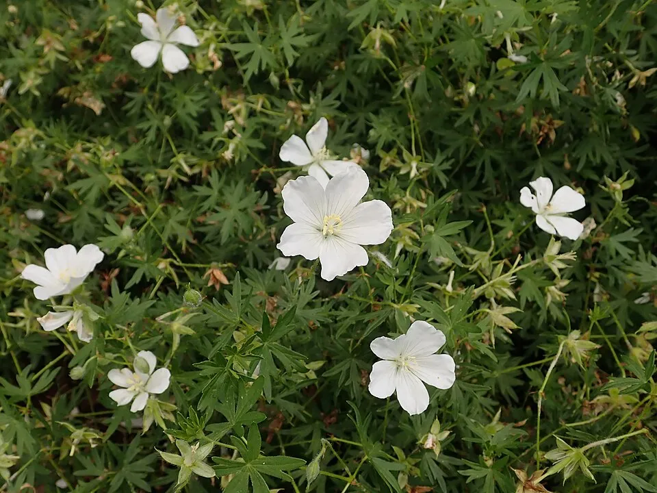 Piros gólyaorr / Geranium sanguineum 'Album'