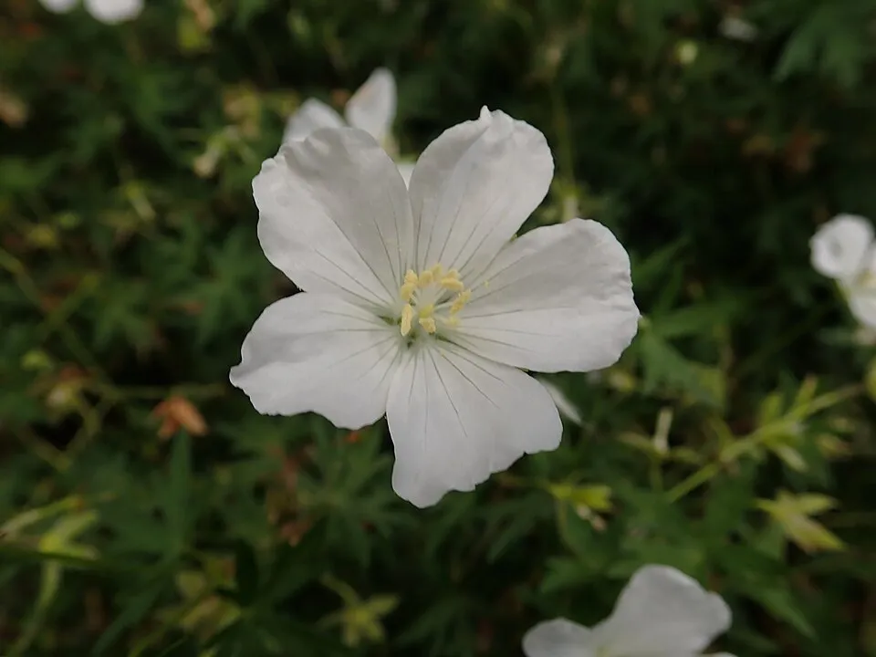 Piros gólyaorr / Geranium sanguineum 'Album'
