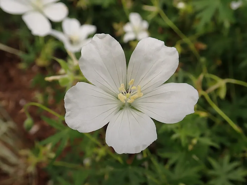 Piros gólyaorr / Geranium sanguineum 'Album'