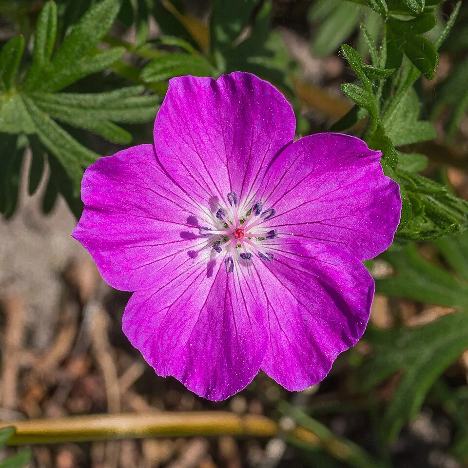 Piros gólyaorr / Geranium sanguineum 'Apfelblüte'