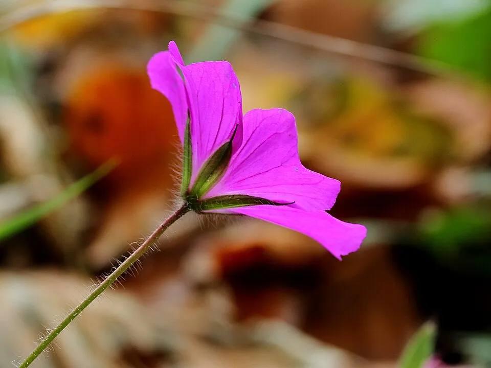 Piros gólyaorr / Geranium sanguineum 'Apfelblüte'