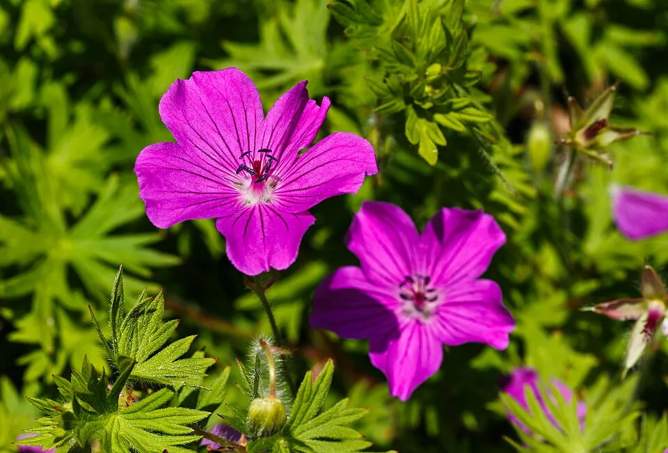 Piros gólyaorr / Geranium sanguineum 'Apfelblüte'
