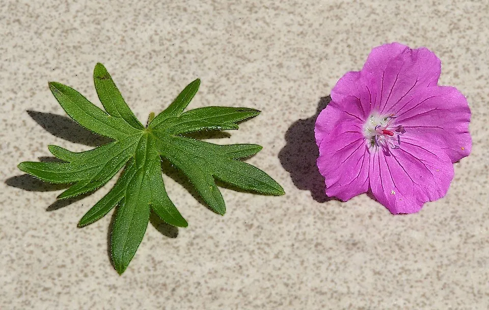 Piros gólyaorr / Geranium sanguineum 'Elsbeth'