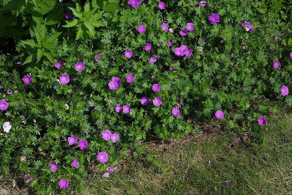 Piros gólyaorr / Geranium sanguineum 'Elsbeth'