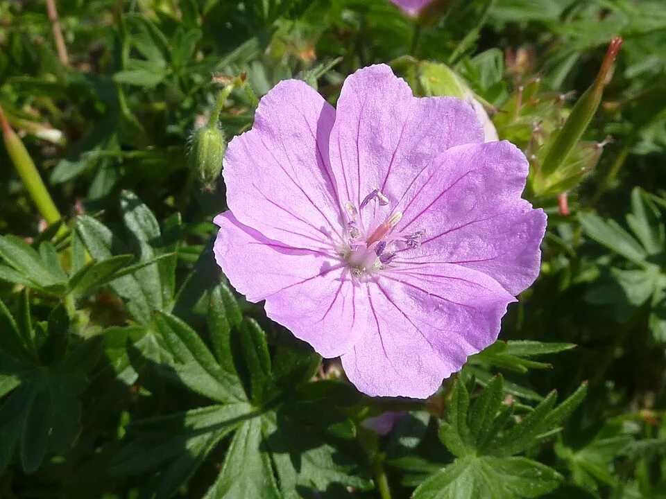 Piros gólyaorr / Geranium sanguineum 'Elsbeth'
