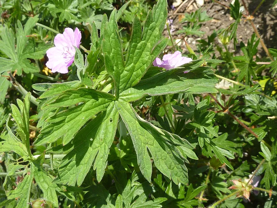 Piros gólyaorr / Geranium sanguineum 'Elsbeth'