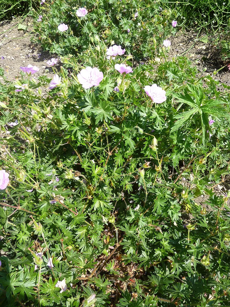 Piros gólyaorr / Geranium sanguineum 'Elsbeth'