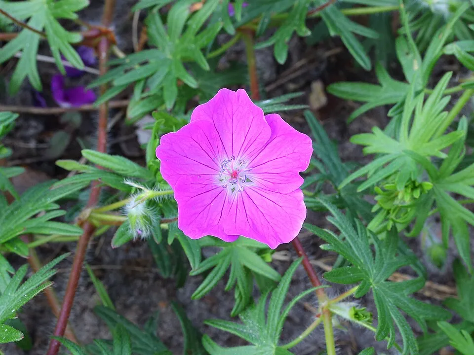 Piros gólyaorr / Geranium sanguineum 'Glenluce'
