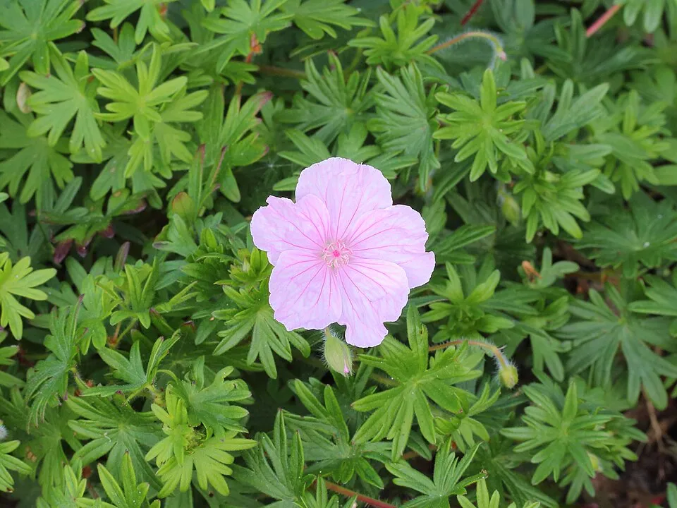 Piros gólyaorr / Geranium sanguineum 'Glenluce'