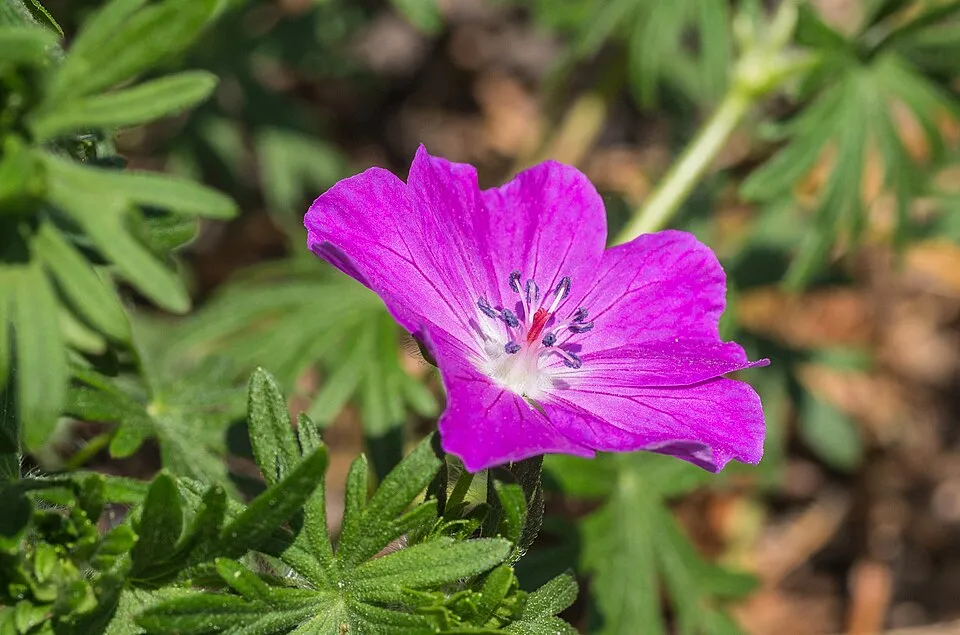 Piros gólyaorr / Geranium sanguineum 'Pink Pouffe'