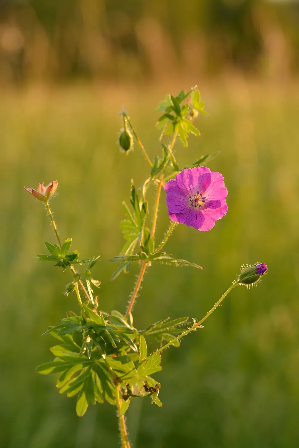 Piros gólyaorr / Geranium sanguineum 'Pink Pouffe'