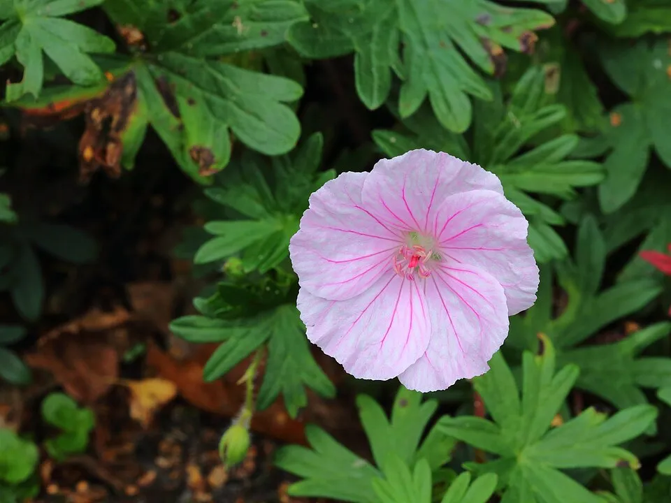Piros gólyaorr / Geranium sanguineum 'Pink Pouffe'