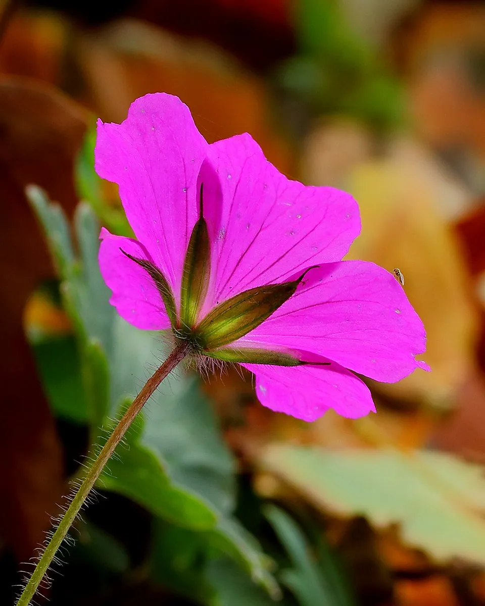 Piros gólyaorr / Geranium sanguineum 'Pink Pouffe'