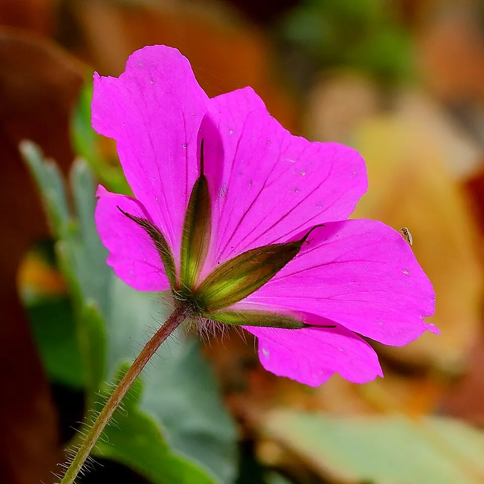 Piros gólyaorr / Geranium sanguineum 'Pink Pouffe'