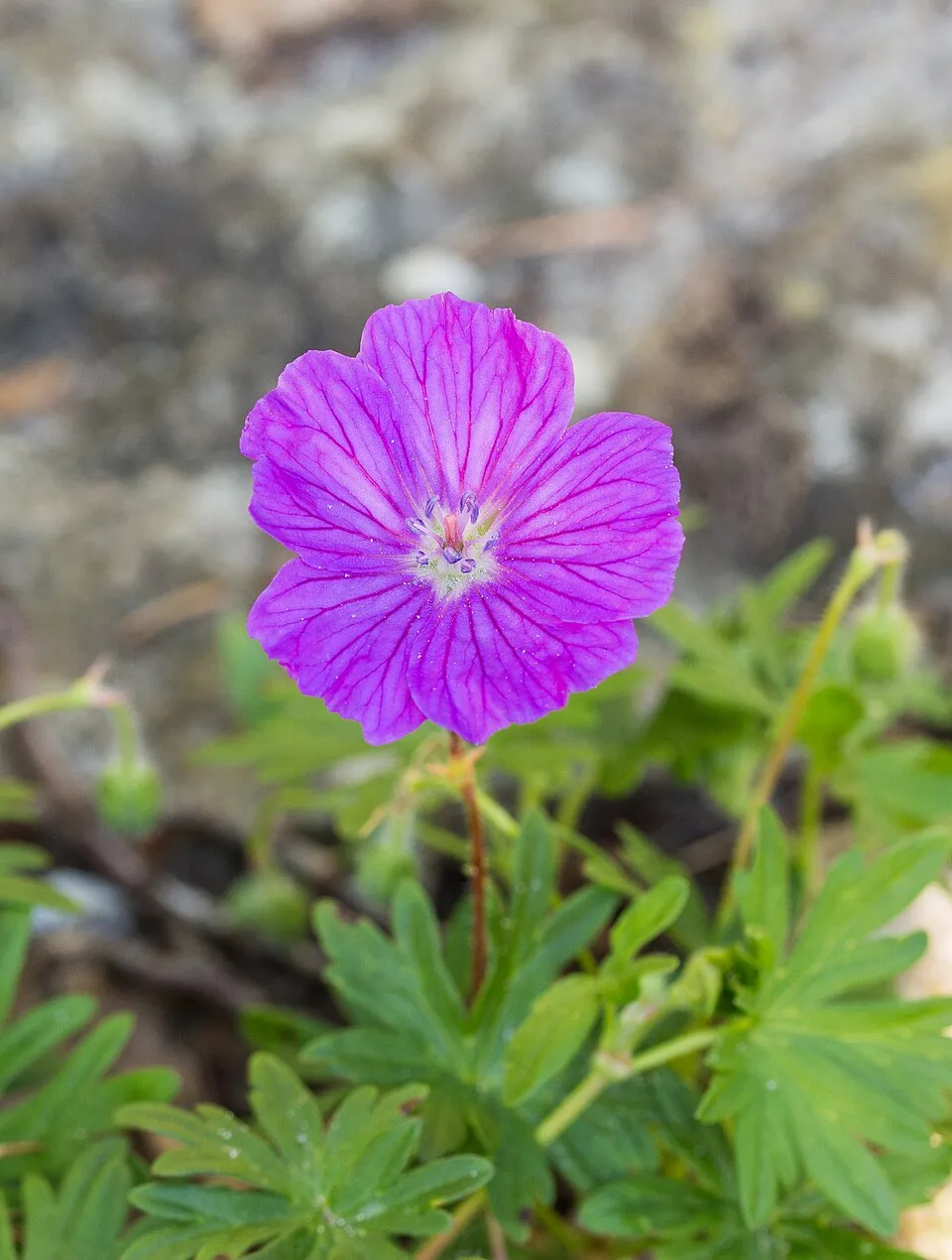 Piros gólyaorr / Geranium sanguineum 'Spinners'