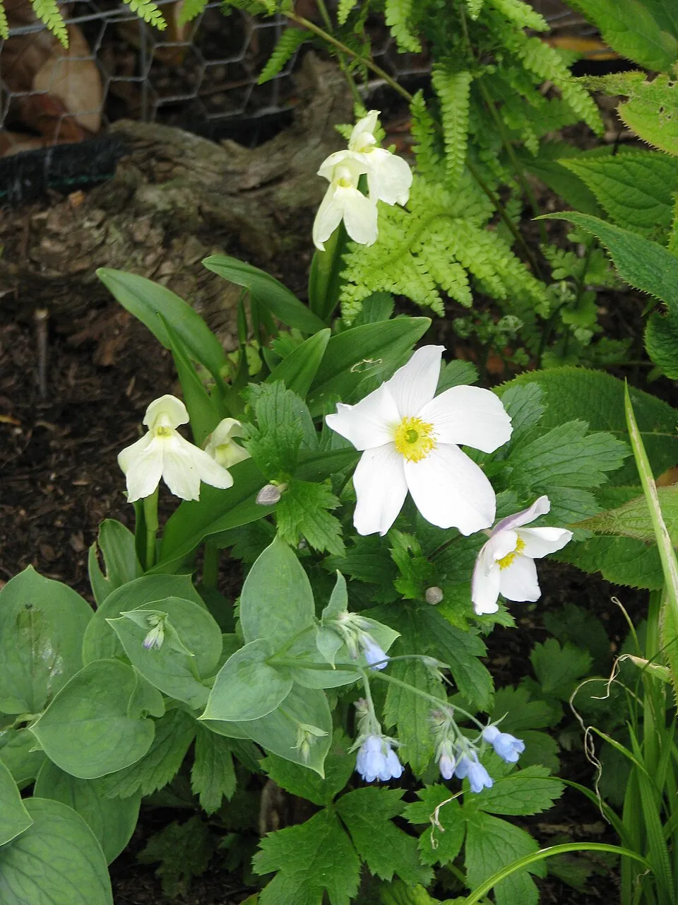Szellőrózsa / Anemone 'Wild Swan'