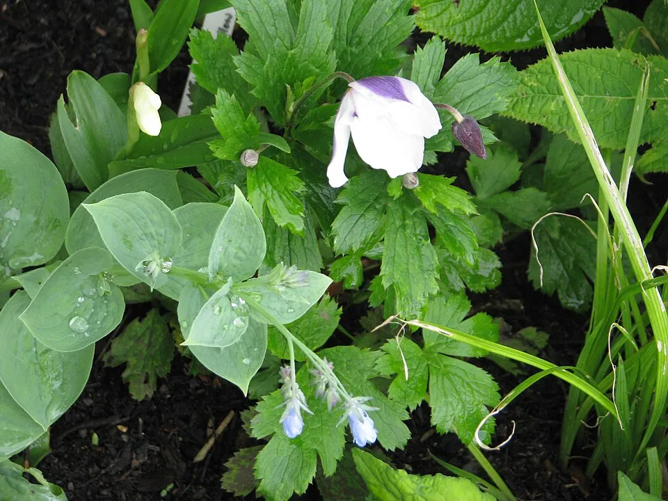 Szellőrózsa / Anemone 'Wild Swan'