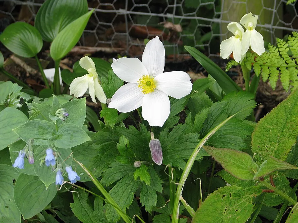 Szellőrózsa / Anemone 'Wild Swan'