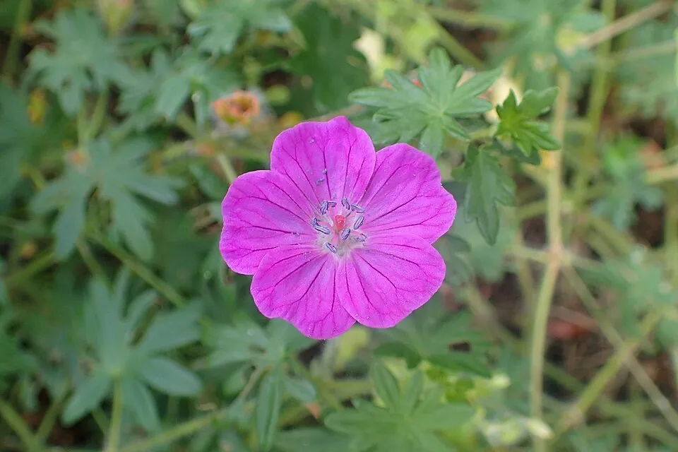 Piros gólyaorr / Geranium sanguineum var. striatum