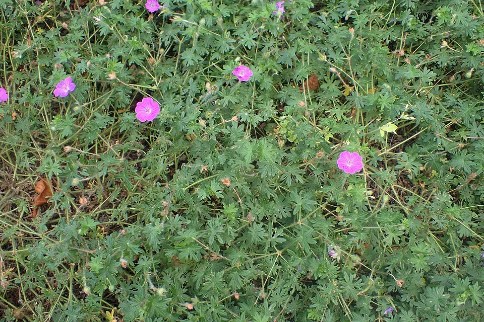 Piros gólyaorr / Geranium sanguineum var. striatum