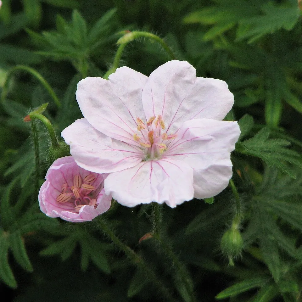 Piros gólyaorr / Geranium sanguineum var. striatum