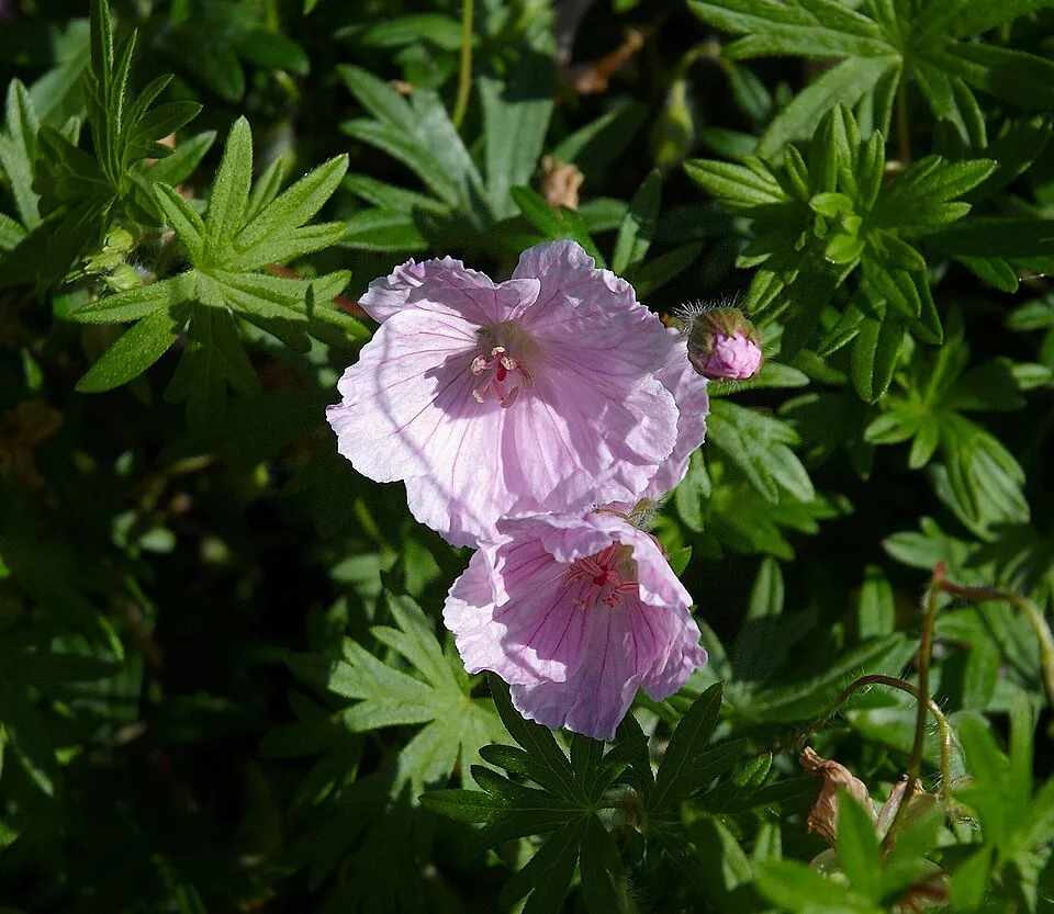 Piros gólyaorr / Geranium sanguineum var. striatum