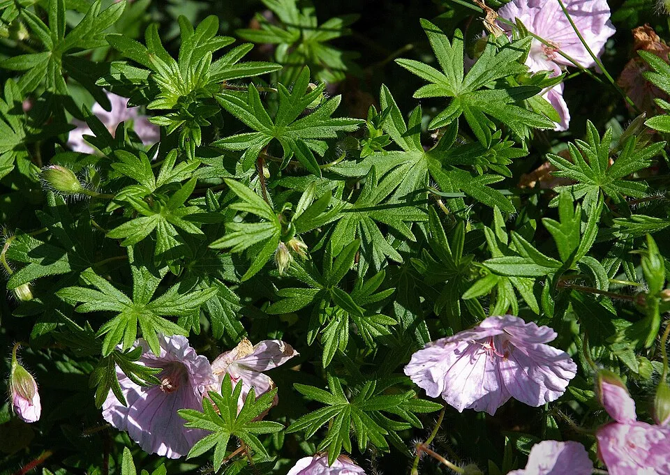Piros gólyaorr / Geranium sanguineum var. striatum