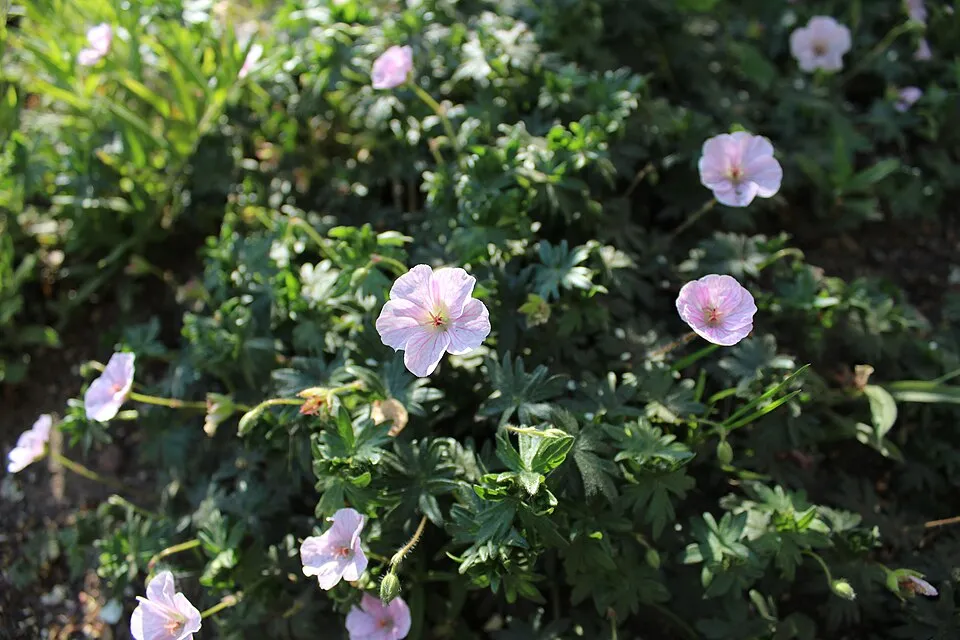 Piros gólyaorr / Geranium sanguineum var. striatum