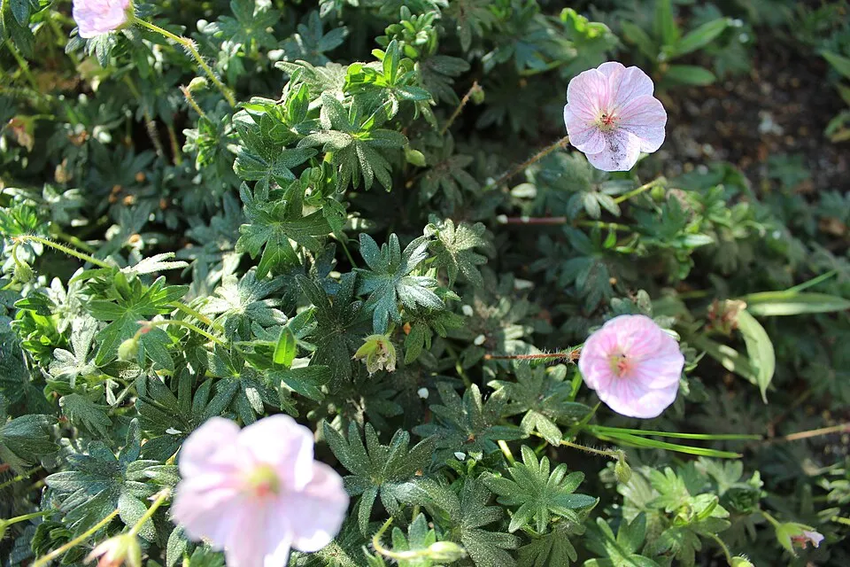 Piros gólyaorr / Geranium sanguineum var. striatum