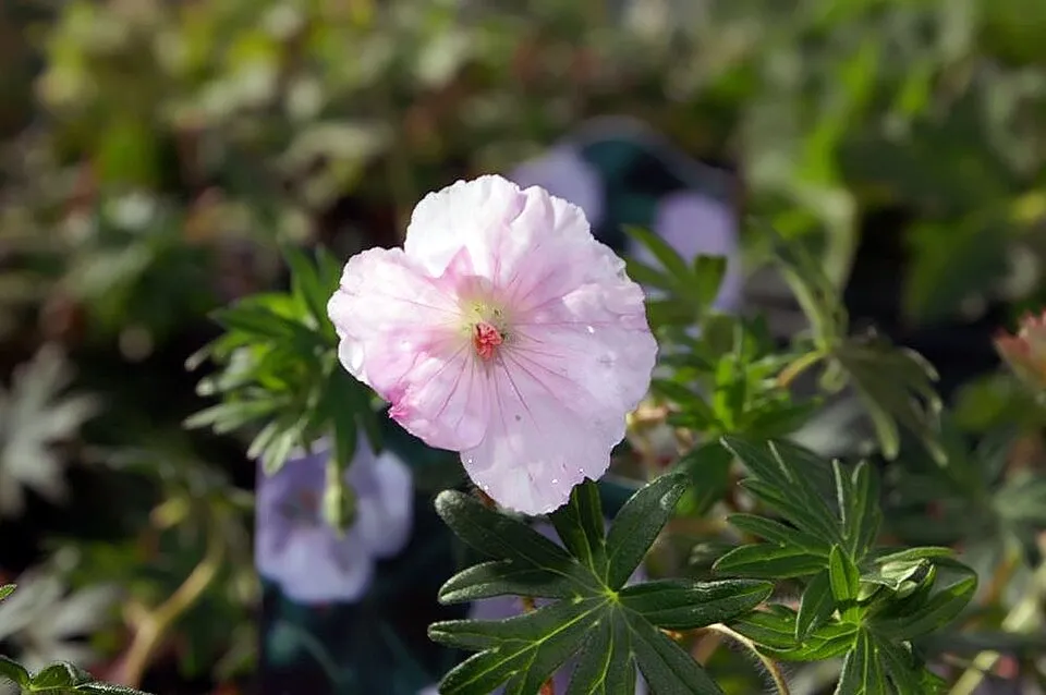 Piros gólyaorr / Geranium sanguineum var. striatum