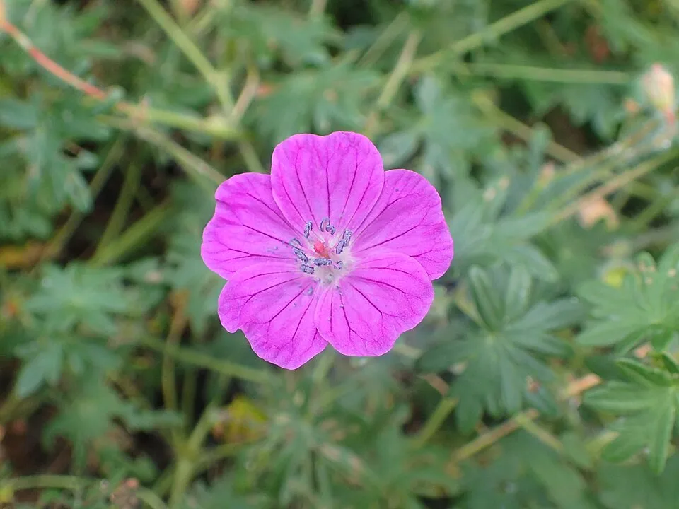 Piros gólyaorr / Geranium sanguineum var. striatum