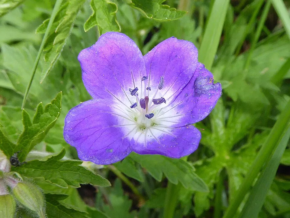 Erdei gólyaorr / Geranium sylvaticum 'Ice Blue'