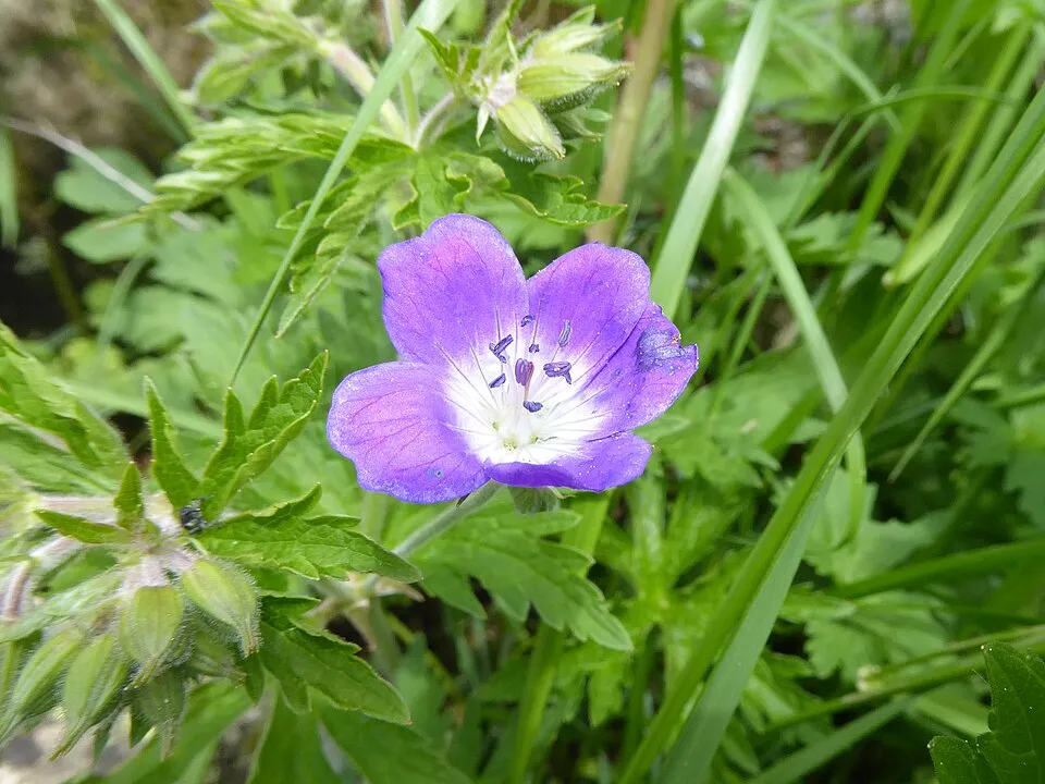 Erdei gólyaorr / Geranium sylvaticum 'Ice Blue'