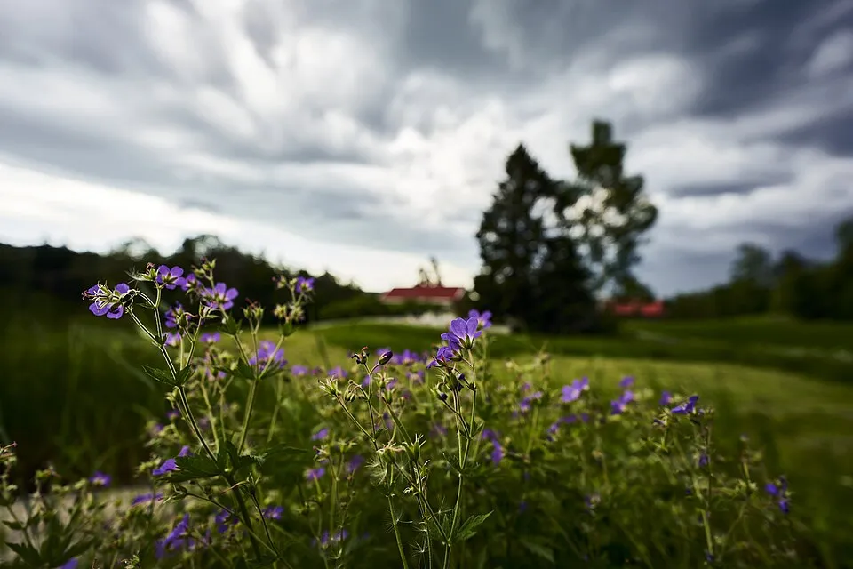 Erdei gólyaorr / Geranium sylvaticum 'Ice Blue'