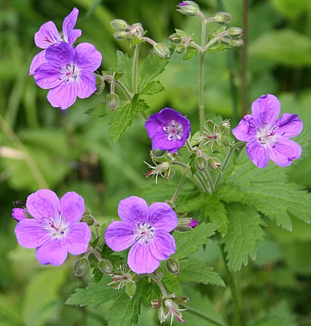 Erdei gólyaorr / Geranium sylvaticum 'Ice Blue'
