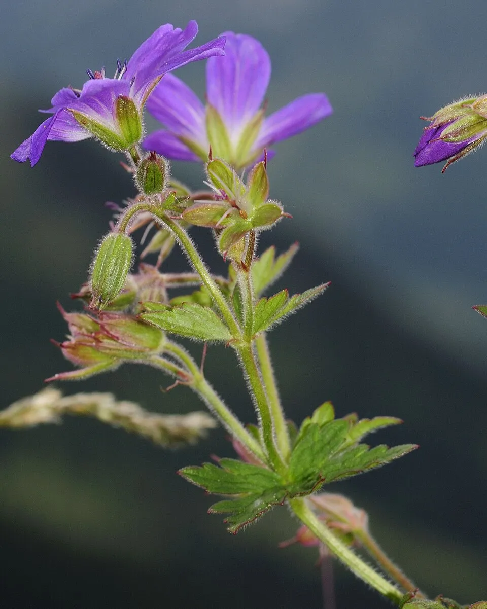 Erdei gólyaorr / Geranium sylvaticum 'Ice Blue'
