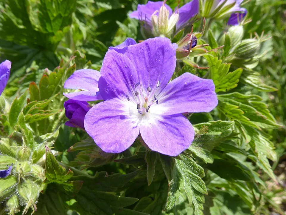 Erdei gólyaorr / Geranium sylvaticum 'Ice Blue'