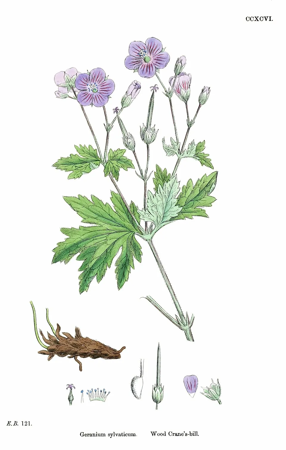 Erdei gólyaorr / Geranium sylvaticum 'Ice Blue'