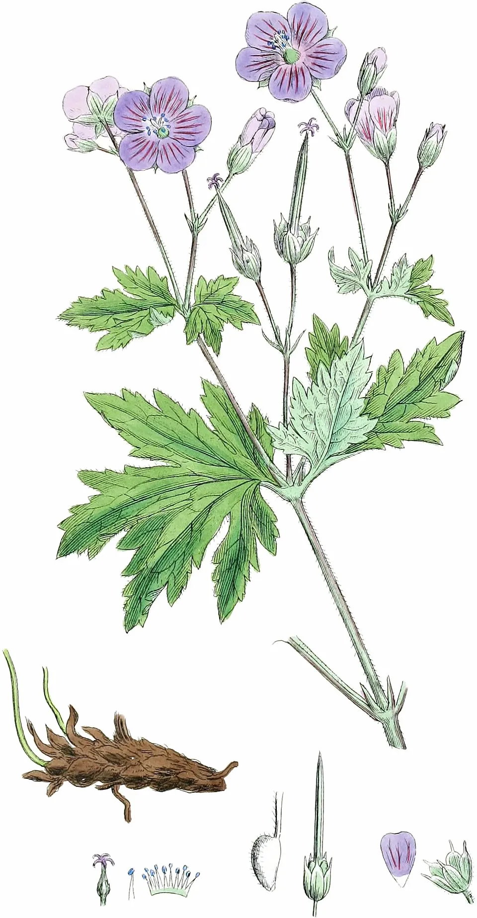 Erdei gólyaorr / Geranium sylvaticum 'Ice Blue'