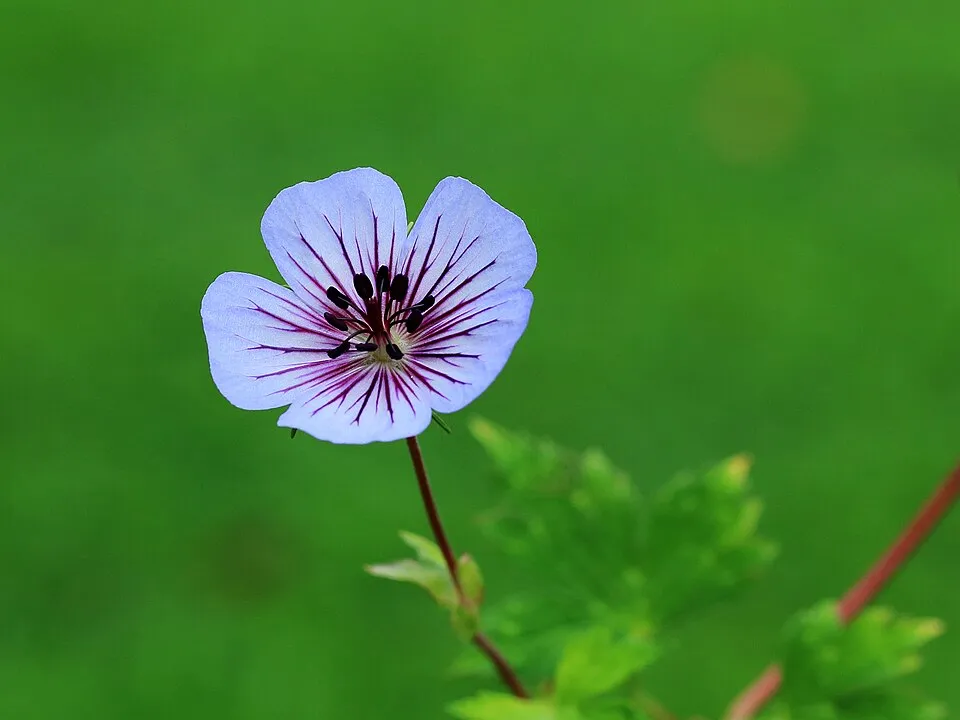 Fehérszemű gólyaorr / Geranium wallichianum 'Kelly-Anne'