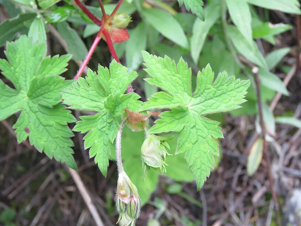 Fehérszemű gólyaorr / Geranium wallichianum 'Kelly-Anne'