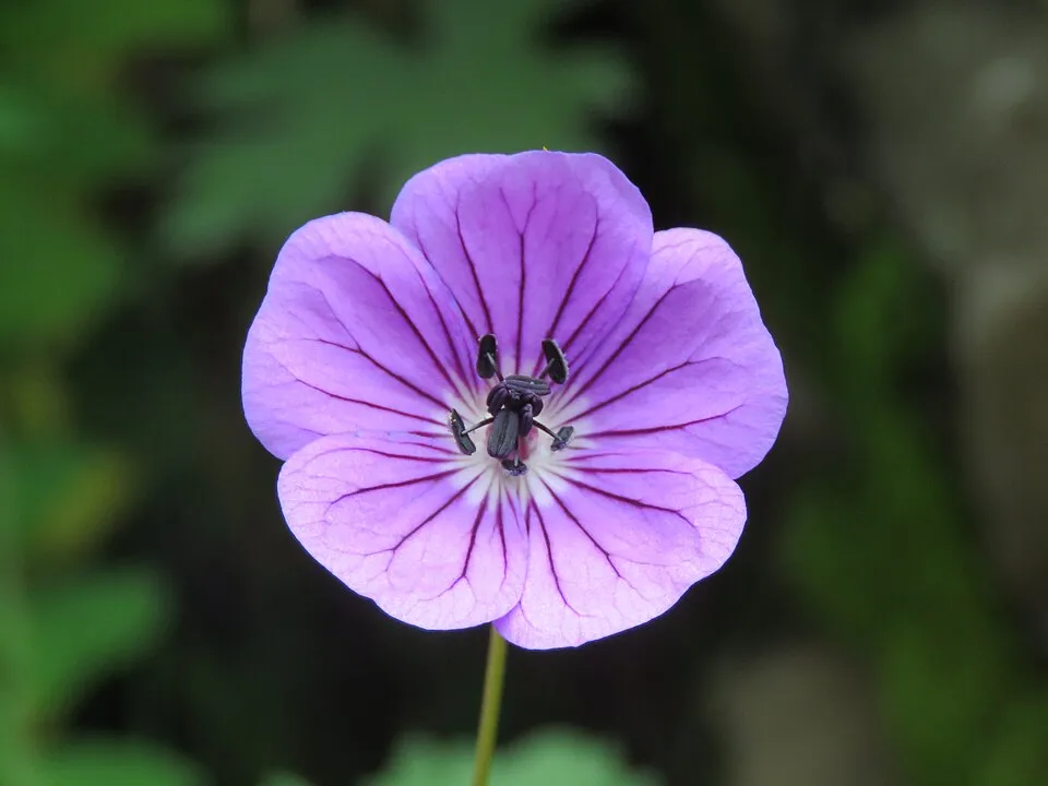 Fehérszemű gólyaorr / Geranium wallichianum 'Kelly-Anne'