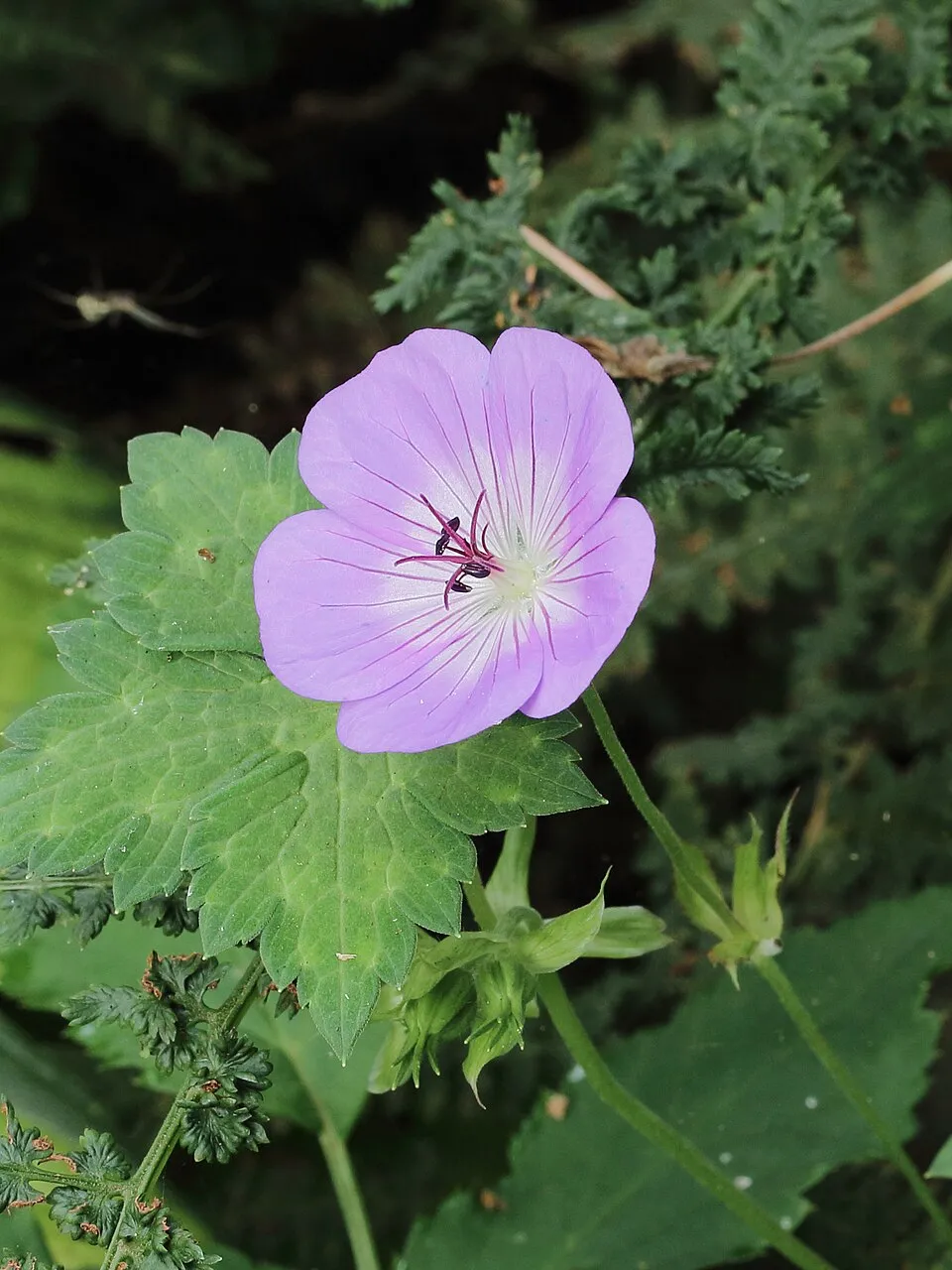Fehérszemű gólyaorr / Geranium wallichianum 'Kelly-Anne'