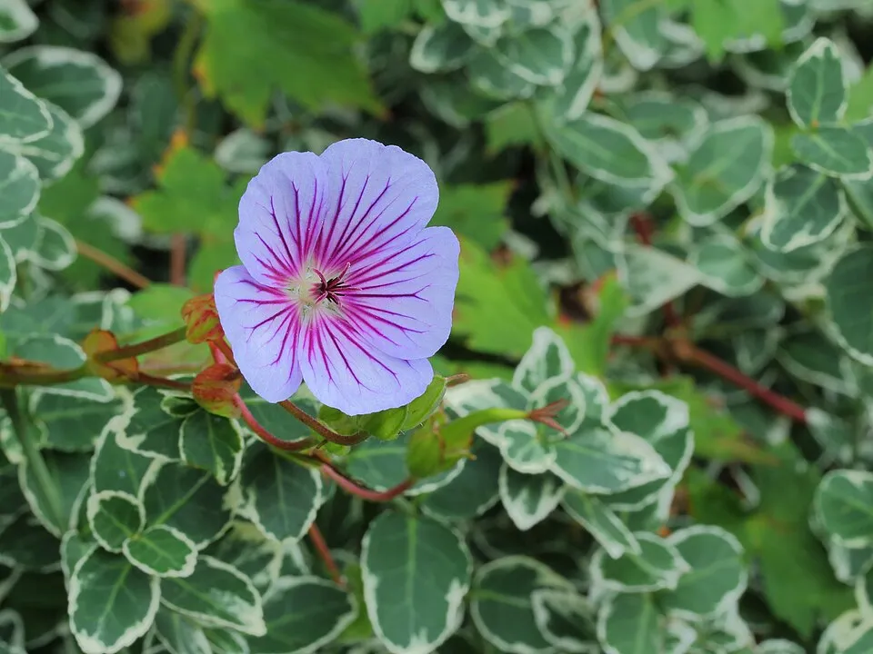 Fehérszemű gólyaorr / Geranium wallichianum 'Kelly-Anne'