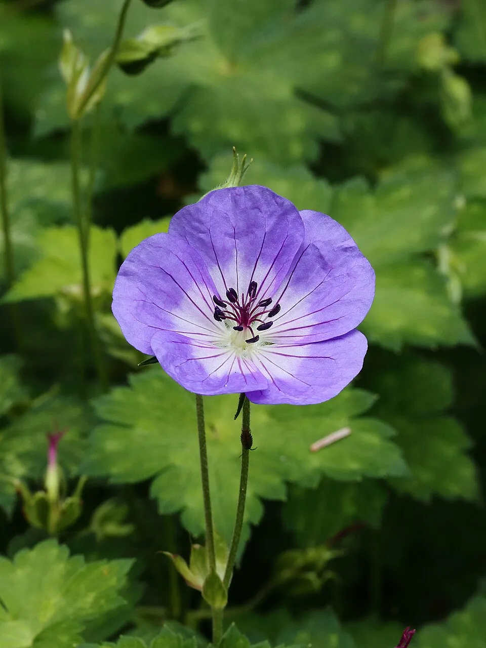 Fehérszemű gólyaorr / Geranium wallichianum 'Kelly-Anne'