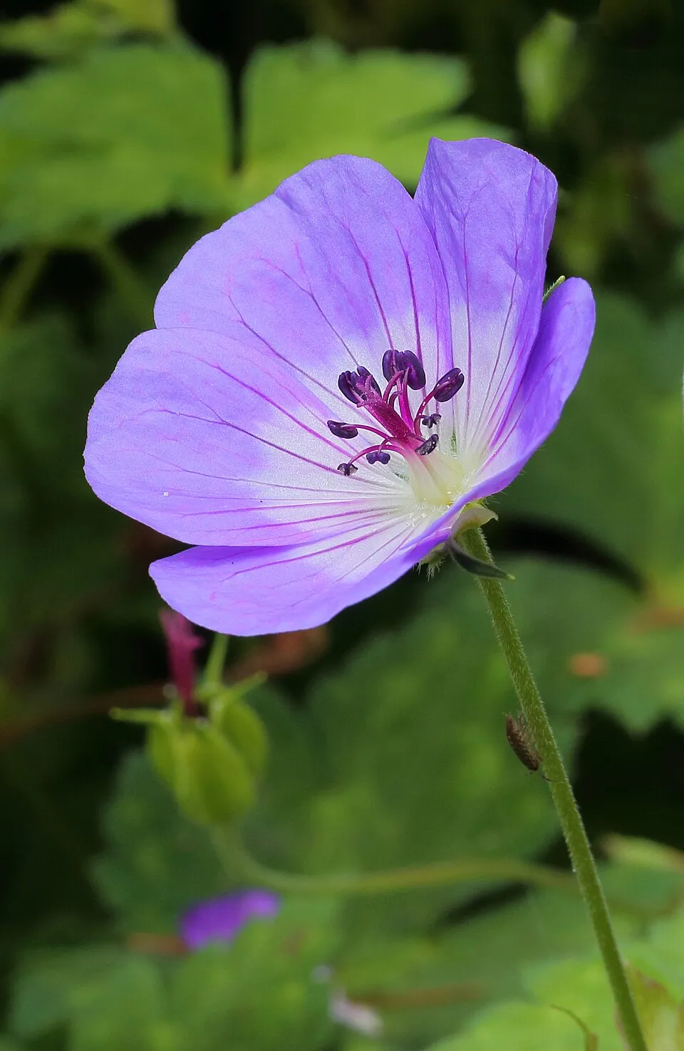 Fehérszemű gólyaorr / Geranium wallichianum 'Kelly-Anne'